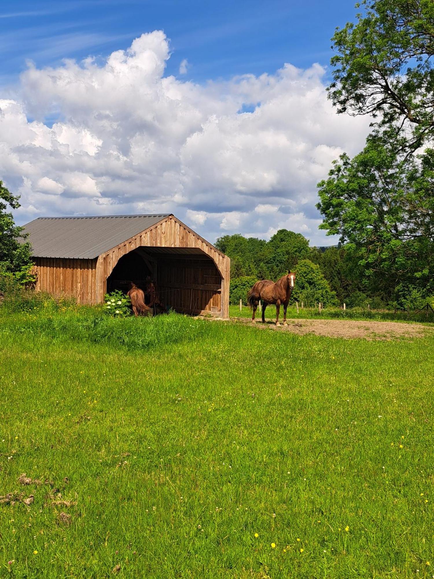 Gîte L'Olivier à Filly - Nadrin, entre Houffalize et La Roche-en-Ardenne Exterior foto